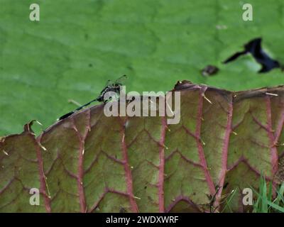 Dragonfly appollaiato sul giglio Foto Stock