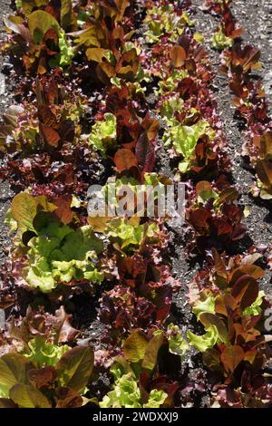 lattughe testa di farfalla che crescono in file a wisley surrey inghilterra Foto Stock