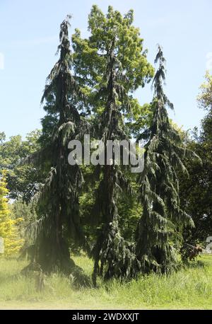 Spruce Trees in Springtime Wisley RHS Garden Surrey, Inghilterra Foto Stock