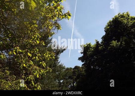 L'aeroplano contrasta in Blue Sky attraverso Trees Surrey England Foto Stock