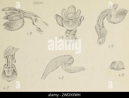 Adenoncos virens - Die Orchideen von Java - fig. 414 (1912). Foto Stock