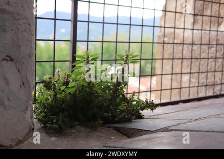 Piantare contro paesaggi lontani dalle finestre Foto Stock