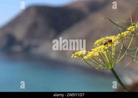 Fiori di senape con ape Foto Stock