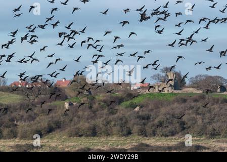 Gregge volante di oche Brent (Branta bernicla) a Leigh on Sea, Essex Foto Stock