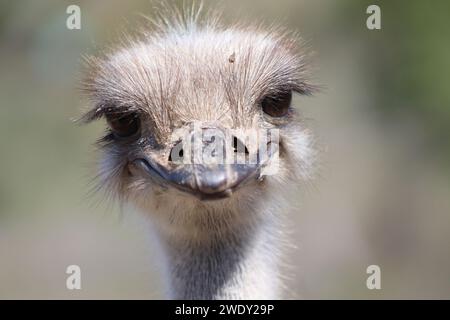 Sorridente faccia di struzzo Foto Stock