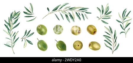 Rami d'oliva e frutti verdi e d'oliva isolati su fondo bianco. Acquerello illustrazione botanica disegnata a mano. Può essere utilizzato per schede, menu Foto Stock