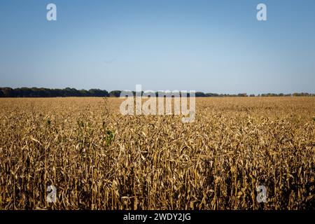 un grande campo di mais, pronto per la raccolta, il raccolto Foto Stock