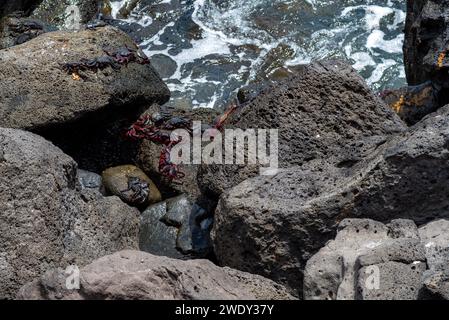 Granchi di roccia rossa, grapsus adscensionis, prendere il sole sulle rocce sulla costa di Lanzarote, Spagna Foto Stock