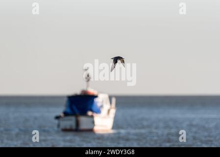 Nodo rosso volante singolo (Calidris canutus) a Leigh on Sea, Essex Foto Stock