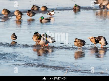 Mallard (Anas platyrhynchos) su ghiaccio nell'Essex Foto Stock