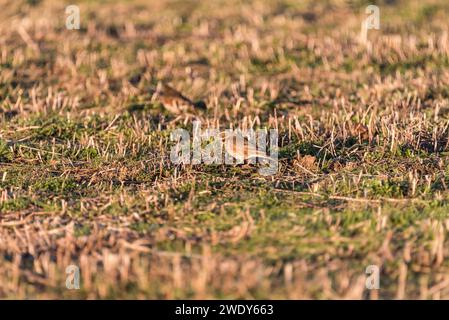 Foraging Redwing (Turdus iliacus) a North Fambridge, Essex Foto Stock