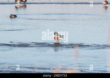 Spatola clypeata (Spatula clypeata) che preda su ghiaccio Foto Stock