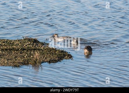 Nuoto di ottanio (Anas crecca) a Leigh on Sea, Essex Foto Stock