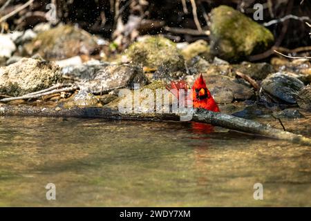 Cardinal che fa un bagno in un torrente al Panther Creek State Park, Morristown, Tennessee Foto Stock