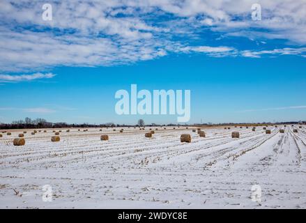 Grandi balle rotonde di fieno ricoperte di neve su un campo agricolo in inverno contro un cielo blu Foto Stock