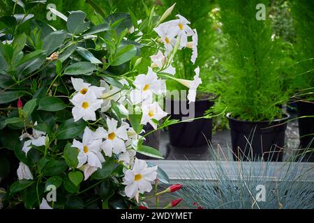 Fiore di Mandevilla bianco in una serra (Rocktrumpet) Foto Stock