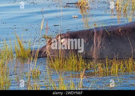 Ippopotami che pascolano nel fiume Grasses nel fiume Chobe in Botswana Foto Stock