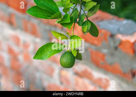 Vista ravvicinata giovane arancione verde, arancione acuto Foto Stock