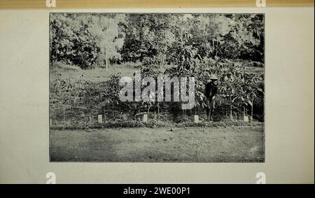 Bollettino agricolo dello stretto e Federated Malay membri. Nuova serie Foto Stock