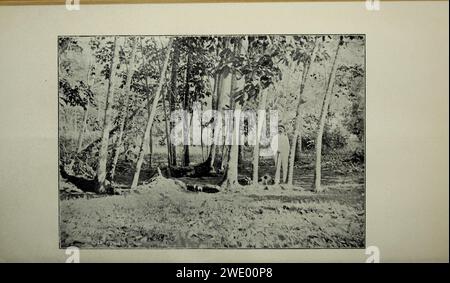 Bollettino agricolo dello stretto e Federated Malay membri. Nuova serie Foto Stock