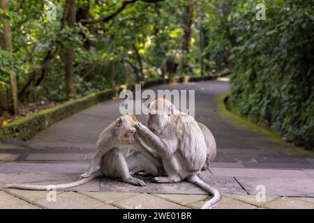 Macachi che mangiano granchi (Macaca fascicularis) nella foresta delle scimmie di Ubud, Bali Foto Stock