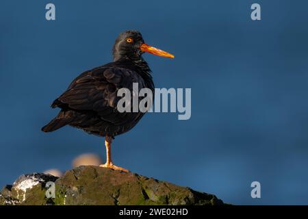 Black Oystercatcher (Haematopus bachmani) nello Stato di Washington Foto Stock