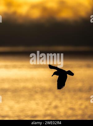 Gabbiano di mare che scivola sul mare all'alba Foto Stock