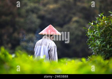 Raccoglitrice di tè in una piantagione di tè a Ciwidey, Giava Occidentale, Indonesia Foto Stock