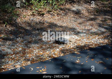 Coastal Connection dell'Alabama - uova di tartarughe deposte accanto al Gulf Oak Ridge Trail Foto Stock