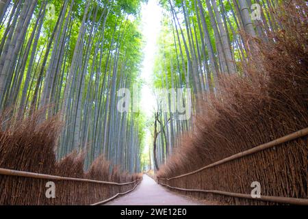 Arashiyama Bamboo Grove a Kyoto, Giappone Foto Stock