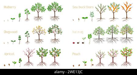 Serie di cicli di crescita delle piante da frutto su sfondo bianco. Illustrazione Vettoriale