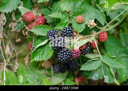 il lampone, una pianta con frutta matura, un ingrediente eccellente per molte ricette e menu. Ottimo supplemento di frutta e prima colazione. Foto Stock