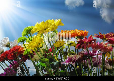 Un gruppo di crisantemi nel giardino nella foto durante il giorno con cielo azzurro come sfondo Foto Stock