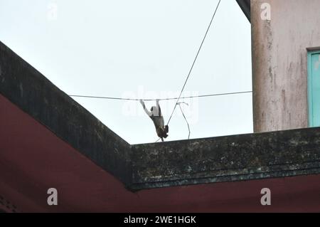 22 gennaio 2024 Sylhet-Bangladesh: Le scimmie macachi rhesus siedono al freddo nella zona di Chasnipir Road a Sylhet, Bangladesh, in una nebbiosa mattinata invernale. Il mantello di macaco si adatta bene al freddo e aumenta di spessore al calare della temperatura. Inoltre, la temperatura è calata in tutto il paese a causa dell'ondata di freddo degli ultimi giorni. Soffia anche il vento freddo. Di conseguenza, la vita degli esseri umani e di altri animali è stata interrotta a causa dell'aumento della gravità dell'inverno. Il 22 gennaio 2024 Sylhet, Bangladesh (foto di Rafayat Haque Khan/ Eyepix Group/Sipa USA) Foto Stock