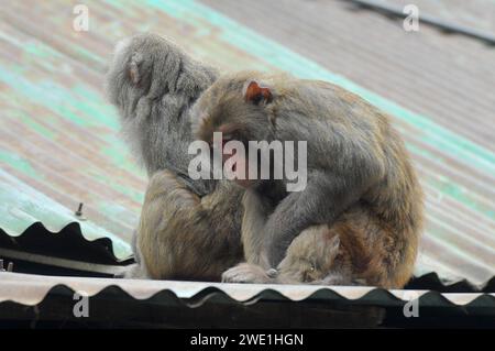 22 gennaio 2024 Sylhet-Bangladesh: Le scimmie macachi rhesus siedono al freddo nella zona di Chasnipir Road a Sylhet, Bangladesh, in una nebbiosa mattinata invernale. Il mantello di macaco si adatta bene al freddo e aumenta di spessore al calare della temperatura. Inoltre, la temperatura è calata in tutto il paese a causa dell'ondata di freddo degli ultimi giorni. Soffia anche il vento freddo. Di conseguenza, la vita degli esseri umani e di altri animali è stata interrotta a causa dell'aumento della gravità dell'inverno. Il 22 gennaio 2024 Sylhet, Bangladesh (foto di Rafayat Haque Khan/ Eyepix Group/Sipa USA) Foto Stock