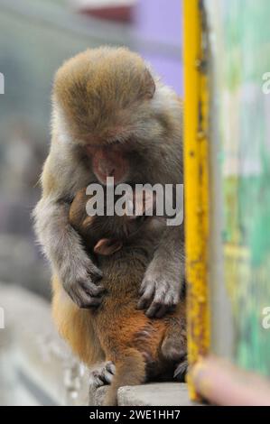 22 gennaio 2024 Sylhet-Bangladesh: Le scimmie macachi rhesus siedono al freddo nella zona di Chasnipir Road a Sylhet, Bangladesh, in una nebbiosa mattinata invernale. Il mantello di macaco si adatta bene al freddo e aumenta di spessore al calare della temperatura. Inoltre, la temperatura è calata in tutto il paese a causa dell'ondata di freddo degli ultimi giorni. Soffia anche il vento freddo. Di conseguenza, la vita degli esseri umani e di altri animali è stata interrotta a causa dell'aumento della gravità dell'inverno. Il 22 gennaio 2024 Sylhet, Bangladesh (foto di Rafayat Haque Khan/ Eyepix Group/Sipa USA) Foto Stock