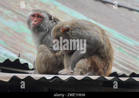 22 gennaio 2024 Sylhet-Bangladesh: Le scimmie macachi rhesus siedono al freddo nella zona di Chasnipir Road a Sylhet, Bangladesh, in una nebbiosa mattinata invernale. Il mantello di macaco si adatta bene al freddo e aumenta di spessore al calare della temperatura. Inoltre, la temperatura è calata in tutto il paese a causa dell'ondata di freddo degli ultimi giorni. Soffia anche il vento freddo. Di conseguenza, la vita degli esseri umani e di altri animali è stata interrotta a causa dell'aumento della gravità dell'inverno. Il 22 gennaio 2024 Sylhet, Bangladesh (foto di Rafayat Haque Khan/ Eyepix Group/Sipa USA) Foto Stock