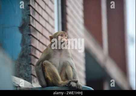 22 gennaio 2024 Sylhet-Bangladesh: Le scimmie macachi rhesus siedono al freddo nella zona di Chasnipir Road a Sylhet, Bangladesh, in una nebbiosa mattinata invernale. Il mantello di macaco si adatta bene al freddo e aumenta di spessore al calare della temperatura. Inoltre, la temperatura è calata in tutto il paese a causa dell'ondata di freddo degli ultimi giorni. Soffia anche il vento freddo. Di conseguenza, la vita degli esseri umani e di altri animali è stata interrotta a causa dell'aumento della gravità dell'inverno. Il 22 gennaio 2024 Sylhet, Bangladesh (foto di Rafayat Haque Khan/ Eyepix Group/Sipa USA) Foto Stock