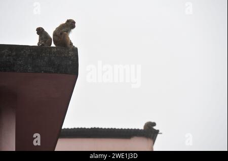 22 gennaio 2024 Sylhet-Bangladesh: Le scimmie macachi rhesus siedono al freddo nella zona di Chasnipir Road a Sylhet, Bangladesh, in una nebbiosa mattinata invernale. Il mantello di macaco si adatta bene al freddo e aumenta di spessore al calare della temperatura. Inoltre, la temperatura è calata in tutto il paese a causa dell'ondata di freddo degli ultimi giorni. Soffia anche il vento freddo. Di conseguenza, la vita degli esseri umani e di altri animali è stata interrotta a causa dell'aumento della gravità dell'inverno. Il 22 gennaio 2024 Sylhet, Bangladesh (Credit Image: © MD Rafayat Haque Khan/eyepix via ZUMA Press Wire) EDITORI Foto Stock