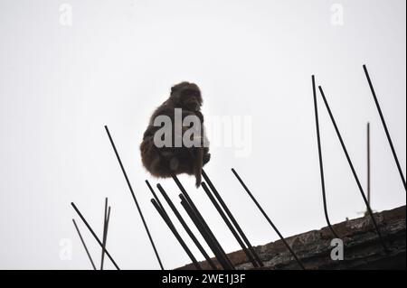 22 gennaio 2024 Sylhet-Bangladesh: Le scimmie macachi rhesus siedono al freddo nella zona di Chasnipir Road a Sylhet, Bangladesh, in una nebbiosa mattinata invernale. Il mantello di macaco si adatta bene al freddo e aumenta di spessore al calare della temperatura. Inoltre, la temperatura è calata in tutto il paese a causa dell'ondata di freddo degli ultimi giorni. Soffia anche il vento freddo. Di conseguenza, la vita degli esseri umani e di altri animali è stata interrotta a causa dell'aumento della gravità dell'inverno. Il 22 gennaio 2024 Sylhet, Bangladesh (Credit Image: © MD Rafayat Haque Khan/eyepix via ZUMA Press Wire) EDITORI Foto Stock