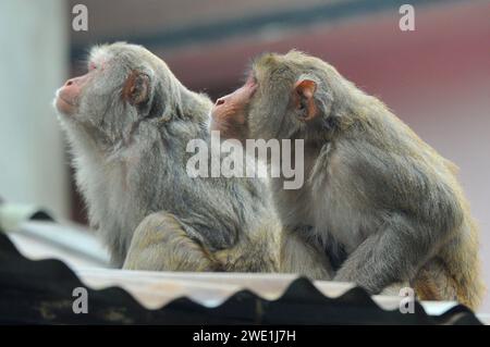 22 gennaio 2024 Sylhet-Bangladesh: Le scimmie macachi rhesus siedono al freddo nella zona di Chasnipir Road a Sylhet, Bangladesh, in una nebbiosa mattinata invernale. Il mantello di macaco si adatta bene al freddo e aumenta di spessore al calare della temperatura. Inoltre, la temperatura è calata in tutto il paese a causa dell'ondata di freddo degli ultimi giorni. Soffia anche il vento freddo. Di conseguenza, la vita degli esseri umani e di altri animali è stata interrotta a causa dell'aumento della gravità dell'inverno. Il 22 gennaio 2024 Sylhet, Bangladesh (Credit Image: © MD Rafayat Haque Khan/eyepix via ZUMA Press Wire) EDITORI Foto Stock