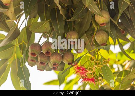 Le cialde di frutta o "Gum Nuts" con fiori rossi fioriti dell'albero delle uova rosse - Eucalyptus Ficifolia. Foto Stock
