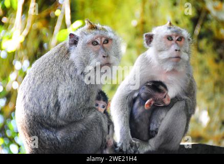 Famiglia di scimmie con due bambini a Bali, Indonesia. Foto Stock