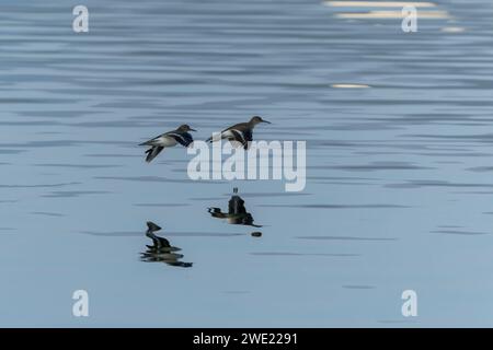 Sanderling Sandpiper in cali di volo wingtip in acqua Foto Stock