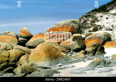 Formazioni rocciose e rocciose costiere coperte a Lichen, Tasmania, Australia Foto Stock