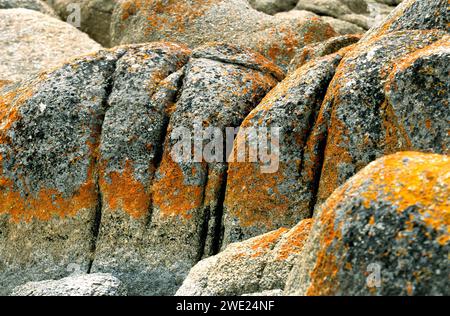 Rocce costiere ricoperte di licheni, Tasmania, Australia Foto Stock