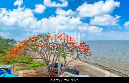 La vista aerea dei fiori della poinciana reale Rossa fioriscono lungo la strada segnalando che l'estate è arrivata. Questa è una specie di albero decorativo in campagna Foto Stock