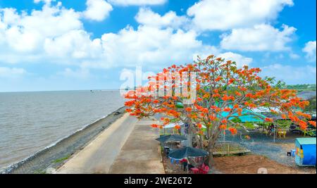 La vista aerea dei fiori della poinciana reale Rossa fioriscono lungo la strada segnalando che l'estate è arrivata. Questa è una specie di albero decorativo in campagna Foto Stock