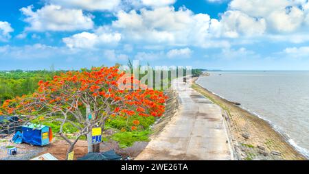 La vista aerea dei fiori della poinciana reale Rossa fioriscono lungo la strada segnalando che l'estate è arrivata. Questa è una specie di albero decorativo in campagna Foto Stock