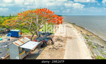 La vista aerea dei fiori della poinciana reale Rossa fioriscono lungo la strada segnalando che l'estate è arrivata. Questa è una specie di albero decorativo in campagna Foto Stock